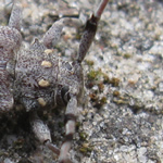 Zimmermannsbock (Acanthocinus aedilis)