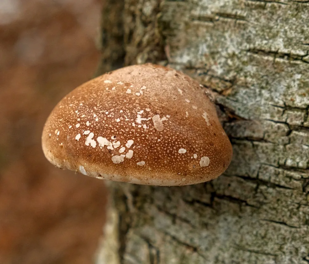 Birkenporling in der Dresdner Heide