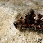 Raupe der Ampfer-Rindeneule (Acronicta rumicis)