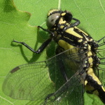 Gemeine Keiljungfer (Gomphus vulgatissimus)