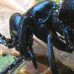 Schwarzblauer Ölkäfer (Meloe proscarabaeus)