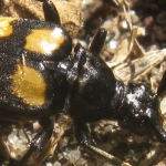 Vierbindiger Schmalbock (Leptura quadrifasciata)