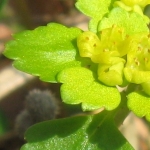 Wechselblättriges Milzkraut (Chrysosplenium alternifolium)