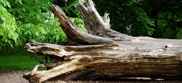 Lernwerkstatt Naturpädagogik, Erlebnispädagogik und Waldpädagogik